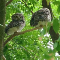 たなお (@thanao10) 's Twitter Profile Photo