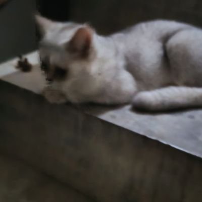 zhangxizeng's profile picture. 