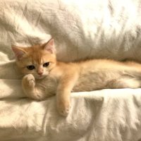 ππ’π¬π¬ ππ‘ππ‘ππ©π»βπ (@nowheressk) 's Twitter Profile