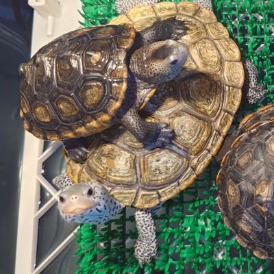 ダイヤモンドバックテラピン(ノーザン、カロリナ、オルナータ、ミシシッピ、テキサス)、ヨーロッパヌマガメ(キボシ)をメインに、その他も飼育中/手話で会話する人