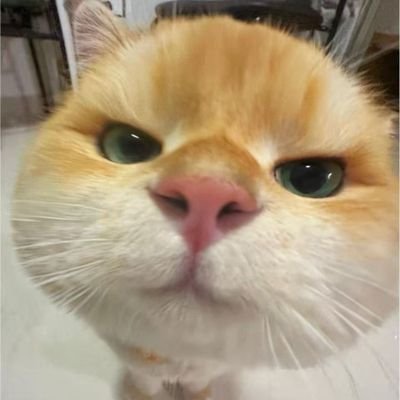 Inc0gnit0_eX's profile picture. God over all things. |Partner with @chaindustry |
|i buy memes for fun| @athleteavatars and @athletedomains team.