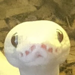 .shark³🦈さんのプロフィール画像