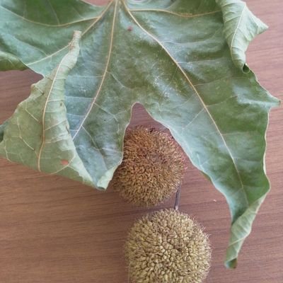 helbest46Hbest's profile picture. 