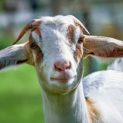 Rather be a feral mountain goat than a politician's pleb.
Purveyor of songs with iffy lyrics about some very iffy politicians.
Happily Heathen :)
