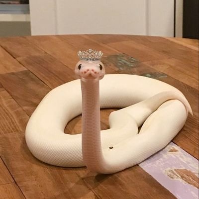whitesnakefan02's profile picture. multifandooooom. 

🏳️‍🌈🏳️‍🌈🏳️‍🌈

new account after deleting all my previous ones due to a breakdown. 🤟