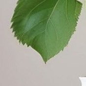 手づかみさんのプロフィール画像