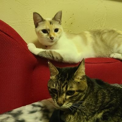 1iGkGvEC2XxX8d8's profile picture. 猫好き、FGO,ガンプラ、鉄オタ、特撮オタ、アニメはあんまり(´・ω・｀)、甘党🍡ポストはほぼ愛猫よろしくニャン(ΦωΦ)