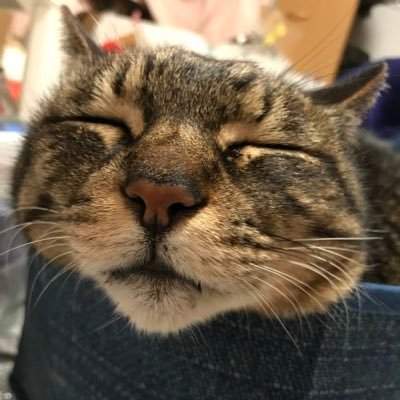 趣味で企業様の懸賞に参加🫶 /猫大好き💕保護猫様と暮らしてます🐈🐈 / ゲーム🎮/食べる事が大好き🍽️/スキンケア/【感謝の当選報告】 #まおまおサンクス報告