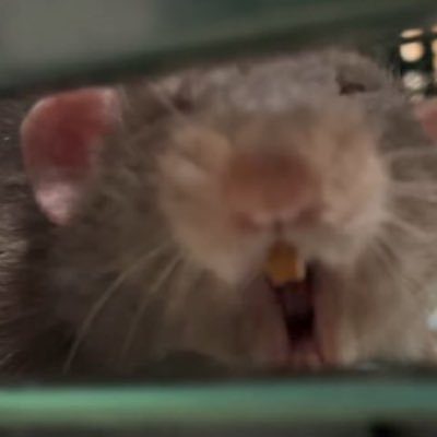 どぶねずみの楽園にようこそ🐁🐀 フォローコメントイラスト化ご自由に。主コメント節操ありません🙇♀️現在の🐀→◉グリージョ♂24.6.4(5.6生)- ◉大豆♂24.8.20(7.11生) ヤネウラットさんからお迎え その他の子たちは帰還組🚀時系列めちゃくちゃ。 🐀の医療データサイトラットシェアやってます