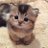 meowcat_x41's profile image