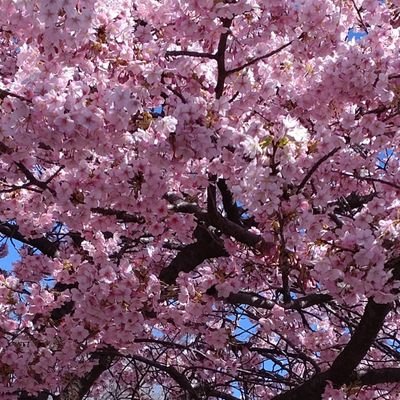 sleep_hatter's profile picture. 無職。引きこもり最高

天安門