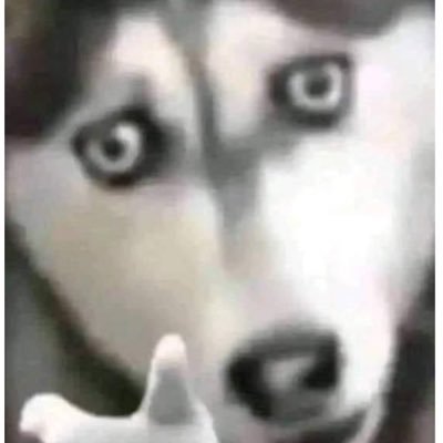 maoni_brc20's profile picture. 打狗和合约都太难了。。。