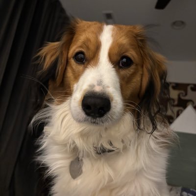 Kooikermom ✝️🇺🇸🇮🇱