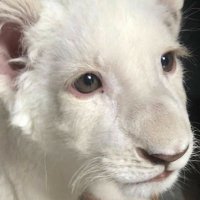 bully deniz 🐺 (@devegibiyim) 's Twitter Profile Photo bully deniz 🐺 (@devegibiyim) 's Twitter Profile Photo