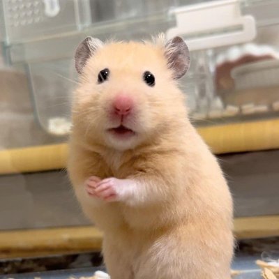 aasiahrn's profile picture. 