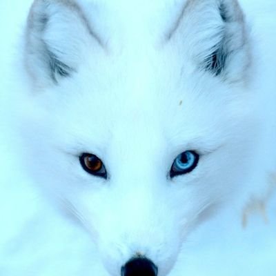 Utilizing The Tarot ,Astrology and Technical Analysis for Financial Market Forecasts