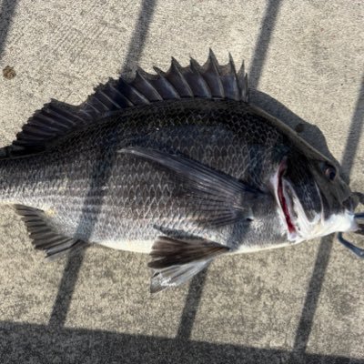 pikupiku2's profile picture. 基本的に趣味の事ばっかりつぶやきます。ゲーム好きです。 LoLやモンハン中心に色んなゲームをやります。魚を釣ったり旅行したりもすき。競馬も嗜み始めました。年間7万円以内で遊んでます。