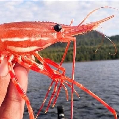 Cicadafreak's profile picture. ''Freedom is the right of all sentient beings''