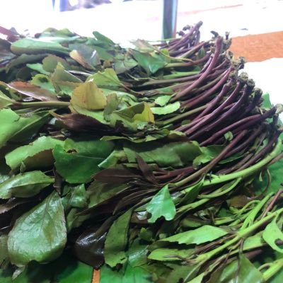 PMgenje's profile picture. ħ㉫r㉫ ƒ✿r ƒµǸ 👊👊👊