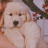 AndreOCarpenter's profile picture. Digital Influencer com Foco em Conteudo sobre Sabrina Carpenter
1? years
Ele/Dela 
Carpenterpill
Sabrina's Best Friend
Podem me chamar de André Carpenter 🐶🐶🐶