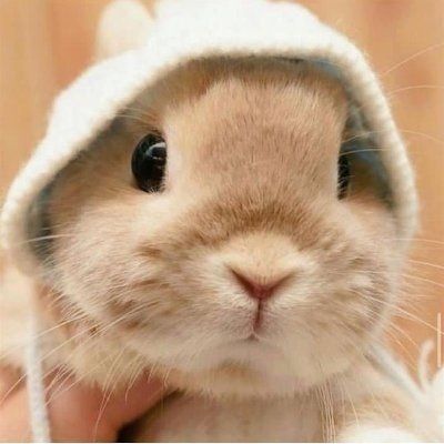 Just a rabbit trying to outwork humans 🐇💻