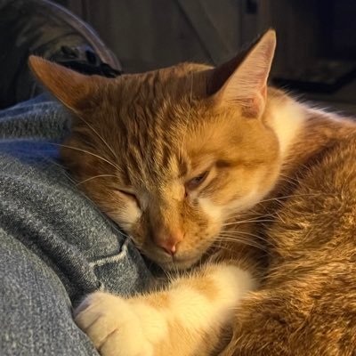 Content Creator👀 Below average gamer 🕹️- Co- founder GameBrosChat 😎 streaming on YT and Twitch at RockyAnywhere