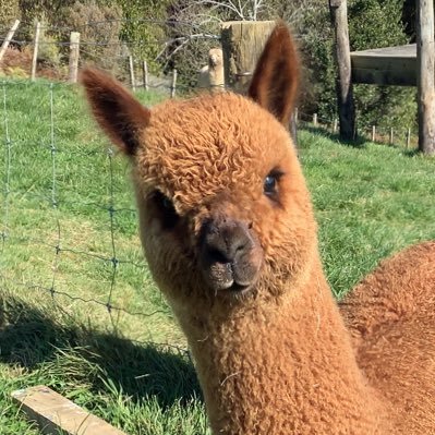 goats, alpacas and life on an off-grid property near Waihi…and some politics