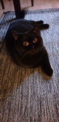 _YNZ_'s profile picture. 