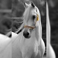 Seis🇹🇷🇯🇴 (@isimsizzz148422) 's Twitter Profile