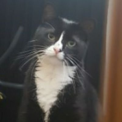 shellie0211's profile picture. Vegan ❤❤   WOKE AF
#AnimalRights #EndTrophyHunting   #AdoptNotShop
#FuckCervicalDystonia #SisterhoodofCurlyHair #CastratePedophiles