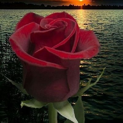 1SeanOverComer's profile picture. I  newly Rank Movies ! 
 Nice Guy 💟  #Hopefully doesn't finish Last 🥰🥳