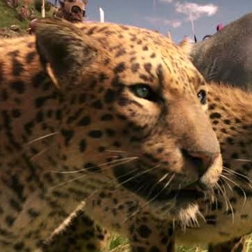 june6paw's profile picture. 🔰zoo活ピカピカの1年生 🐆 チーター | 大型ネコ科 🐾 きままに 東京周辺の動物園に出没します🚶 無言フォロー失礼致します!