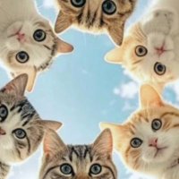 Alvin cat rescue (@zziwa_alvin) 's Twitter Profile