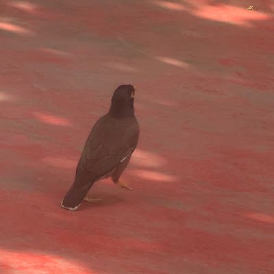 crossbowxaydin's profile picture. 