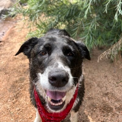 Montaigne4267's profile picture. Colorado based attorney and Permian oil & gas guy. Bama Law. Roll Tide!!