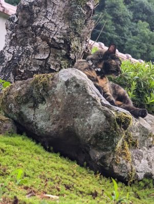 ichi_iti_1_'s profile picture. Web系のエンジニアです。アイコンは実家の🐱
