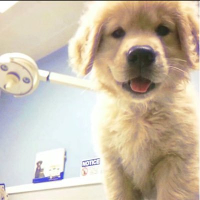 puppylovewithme's profile picture. 🌈妈咪：@nhncm70｜我有对象勿扰｜♊️enfp ♀｜我是女同｜