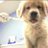 puppylovewithme's profile image