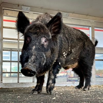 The official live mascot of the Arkansas Razorbacks. Favorite foods: Grapes, Corn & Watermelon. Son of Tusk IV.