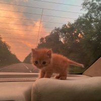 d i z z y 🍉 (@dizzyemo) 's Twitter Profile Photo