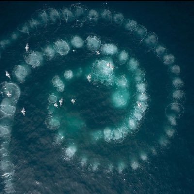 theautumnof003's profile picture. aspiring marxfem/matfem 🇵🇸🇨🇩🇸🇩 ⠀⠀⠀⠀⠀⠀⠀ ⠀⠀⠀ science and nature enthusiast 🫧🪲🦫🐋🪷