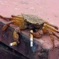 seraphinaur's profile picture. believe it or not I’m way hotter than u could ever imagine