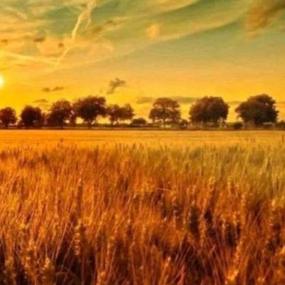 yncl12345's profile picture. 