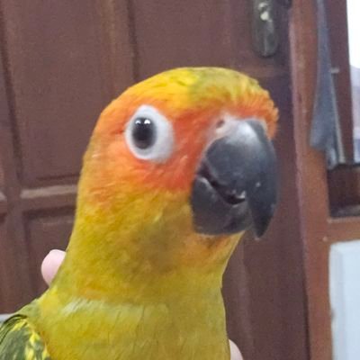 williamtjoe's profile picture.