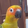 williamtjoe's profile picture.