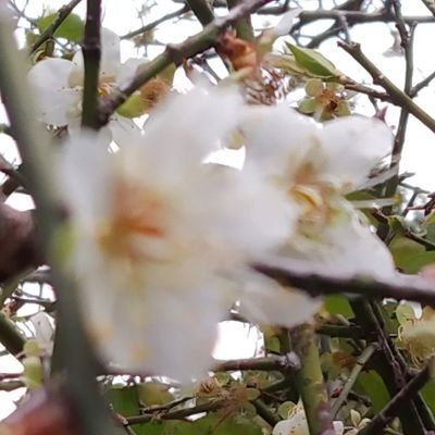 04Rirako's profile picture. 