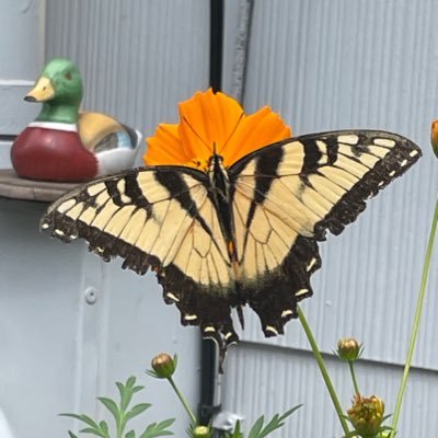 KDLLIKEA's profile picture. 76 Retired School Teacher                      Live in Graham NC                                      Married 56 yrs