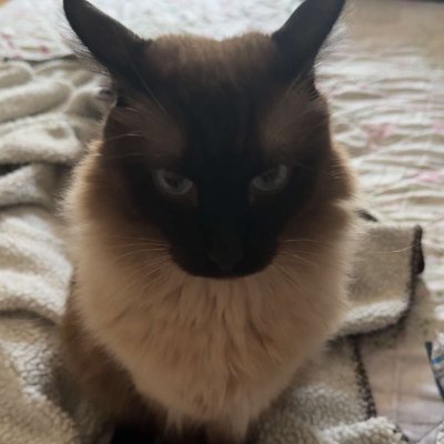 luca_9809's profile picture. Romanian CS2 Player 🇷🇴
16y old
https://t.co/YaZMccdMBk