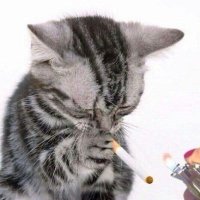 chip:3 (@chip3134372) 's Twitter Profile
