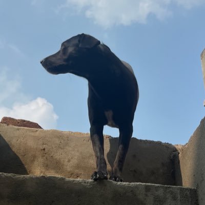 cressidahimalia's profile picture. Patriot 🇮🇳 | Army Brat | Giving voice to voiceless | Animal lover 🐾 | B. Tech | Cynic | Jat/Jaat | Vegetarian।